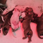 Gladharige Piebald Dwergteckelpups van Cilou